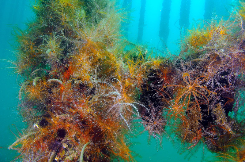 I mille colori di Antedon mediterranea